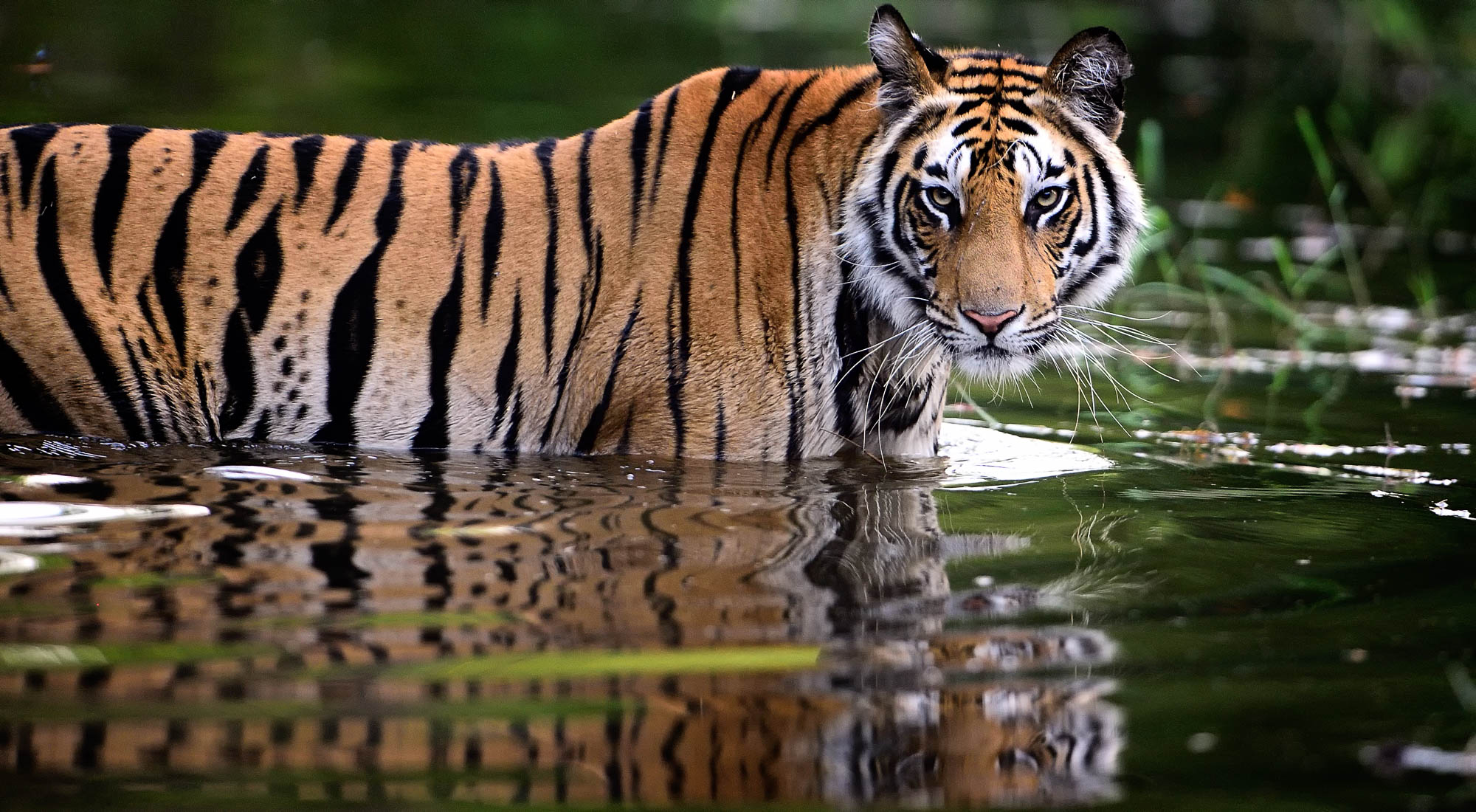 tiger water bandhavgarh talat hm2 - Checklist of the Best Places for Post-COVID Vacations in India